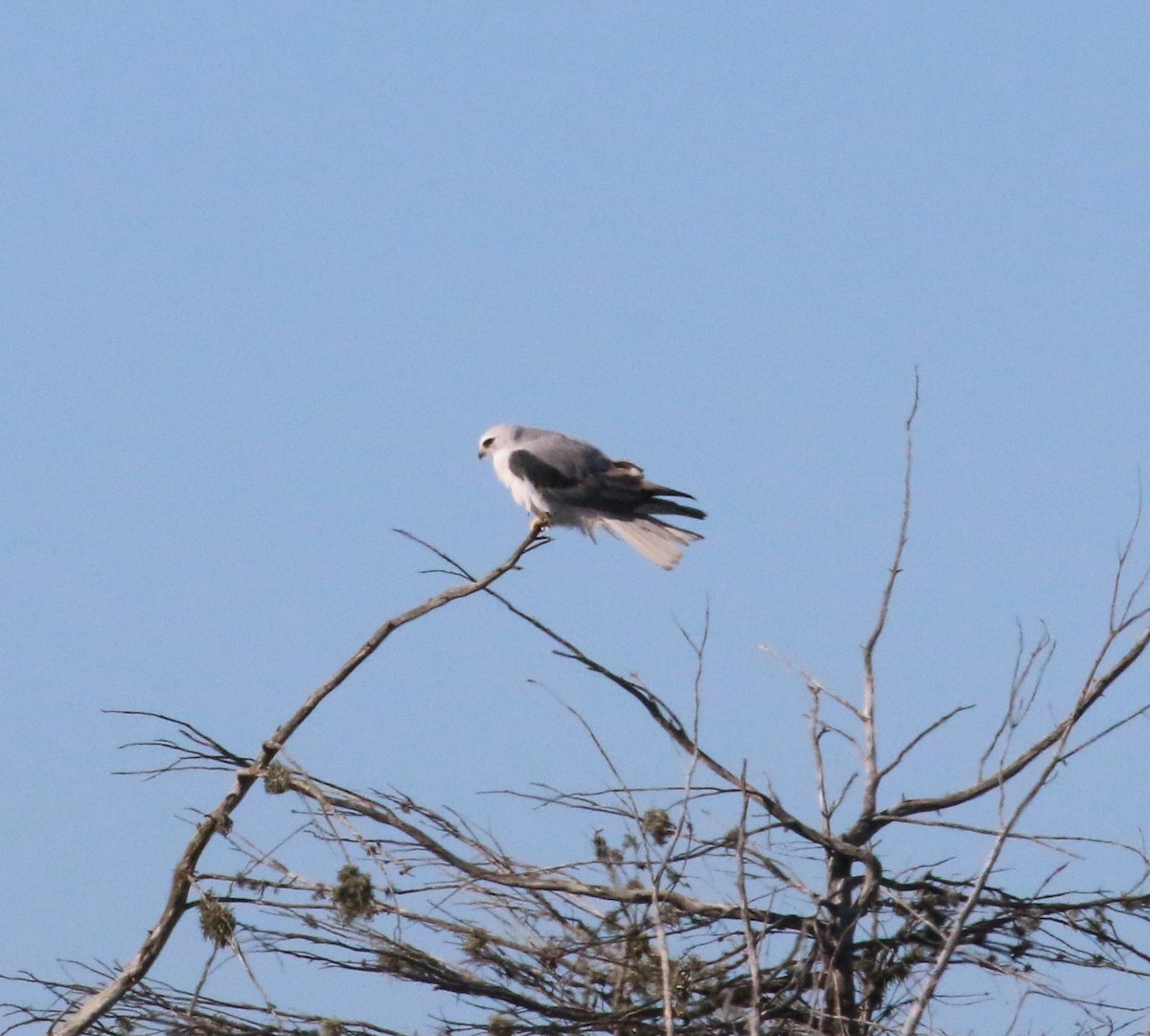 White-tailed Kite - ML75211411