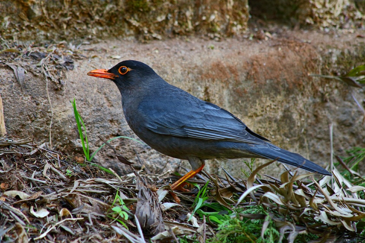 Indian Blackbird - ML75211461