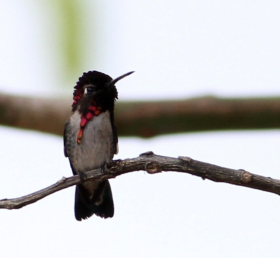 Bee Hummingbird - ML75211591