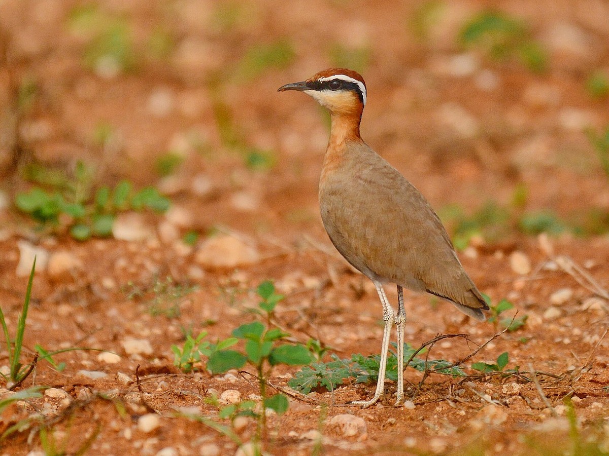 Indian Courser - ML75213161