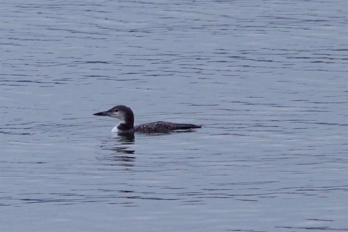 Common Loon - Hal Mitchell