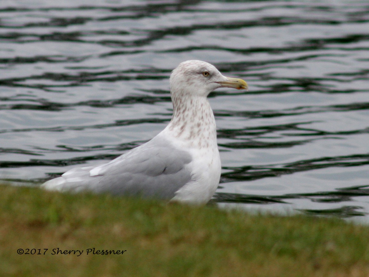 Herring Gull - Sherry Plessner