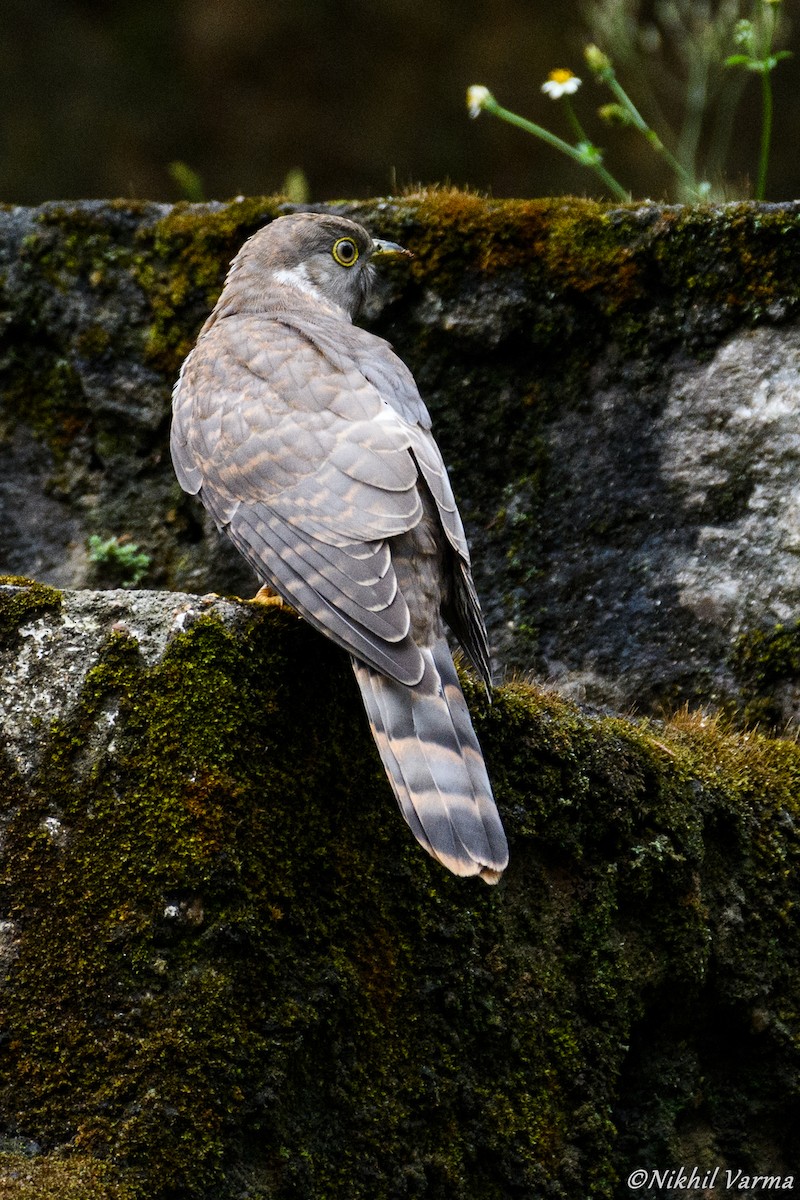 Common Hawk-Cuckoo - Nikhil Varma