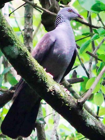 Nilgiri Wood-Pigeon - Lathika  K K