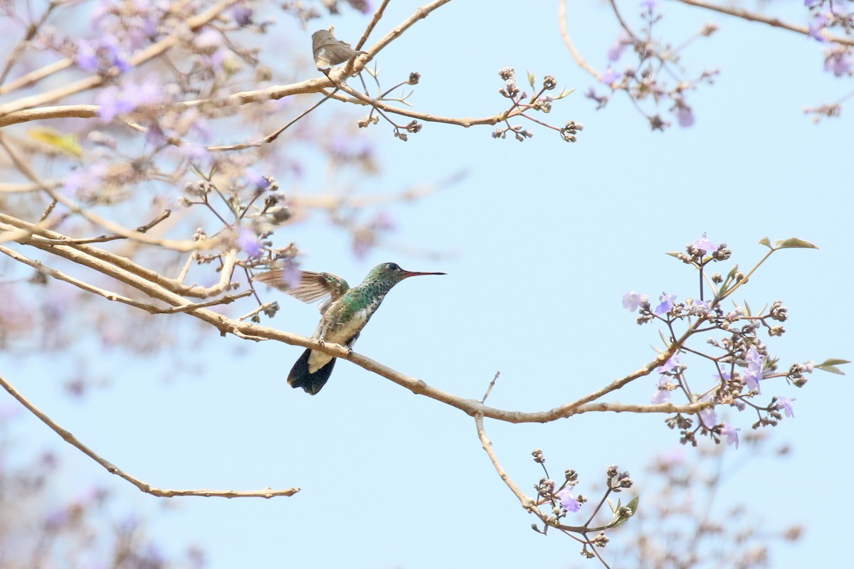 kolibřík zrcadlový - ML75221951