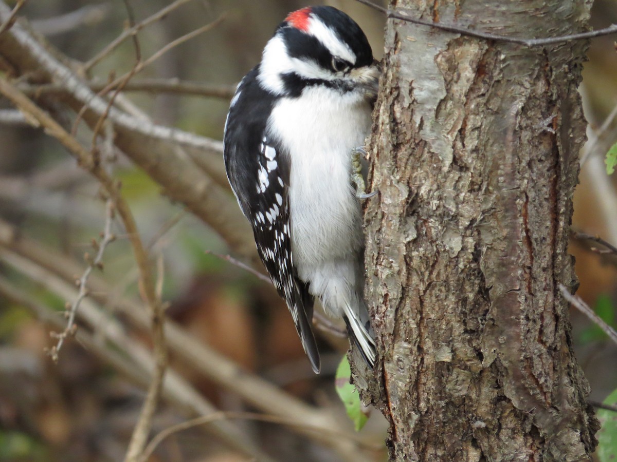 Downy Woodpecker - valerie heemstra