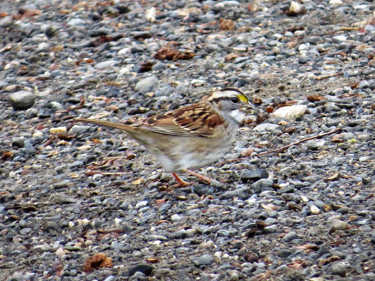 White-throated Sparrow - valerie heemstra