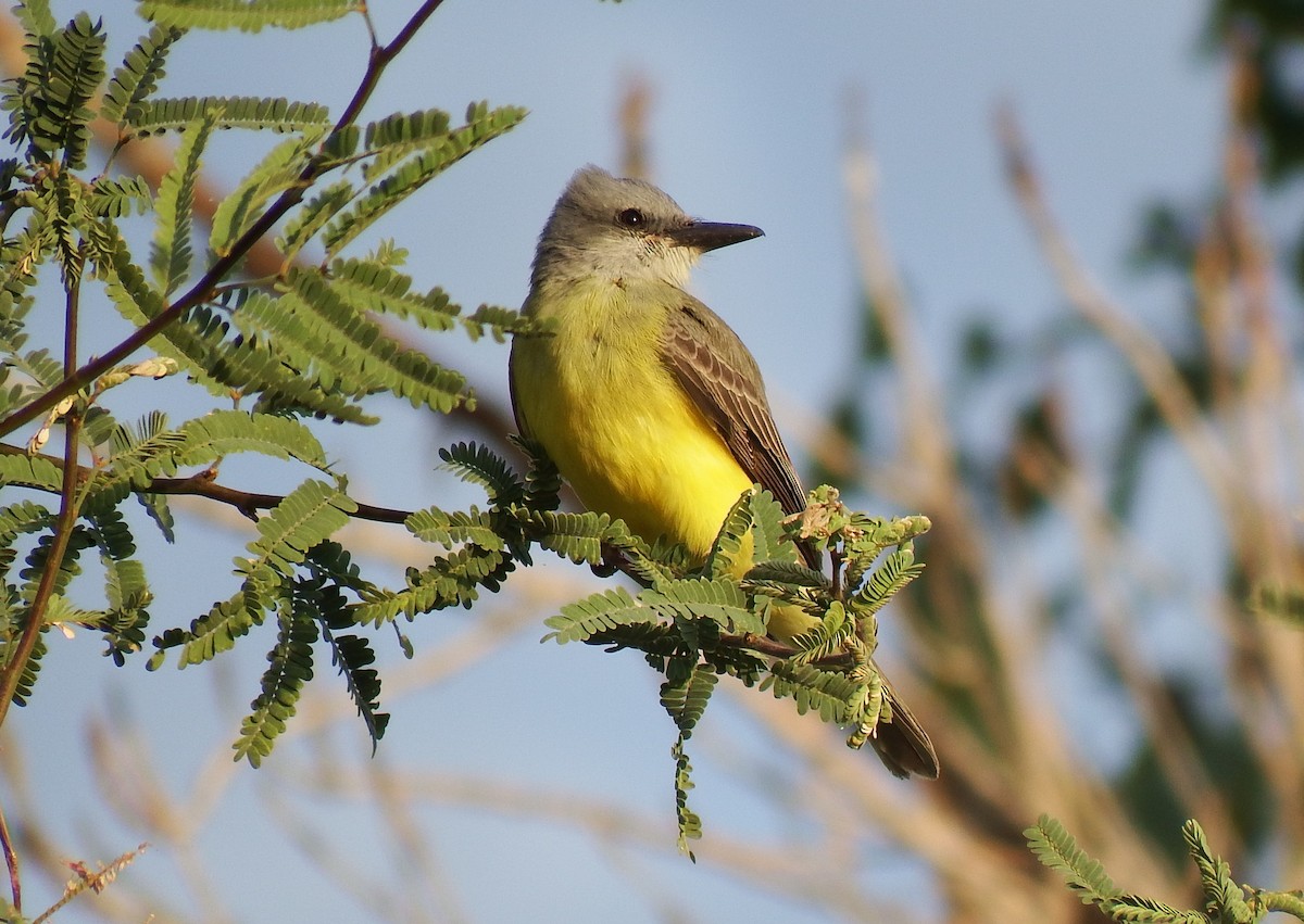 Couch's Kingbird - Michael Welch