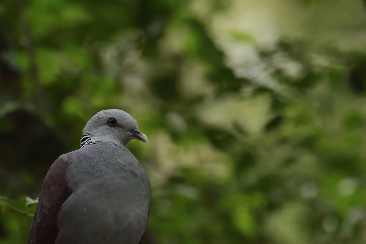 Nilgiri Wood-Pigeon - ML75227921
