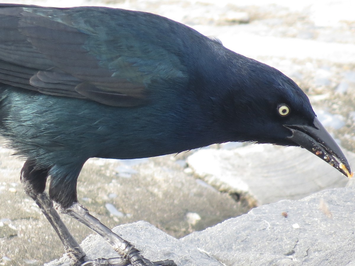 Boat-tailed Grackle - ML75229161