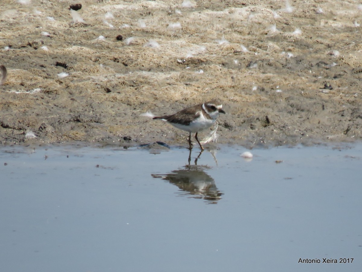 Semipalmated Plover - ML75229561