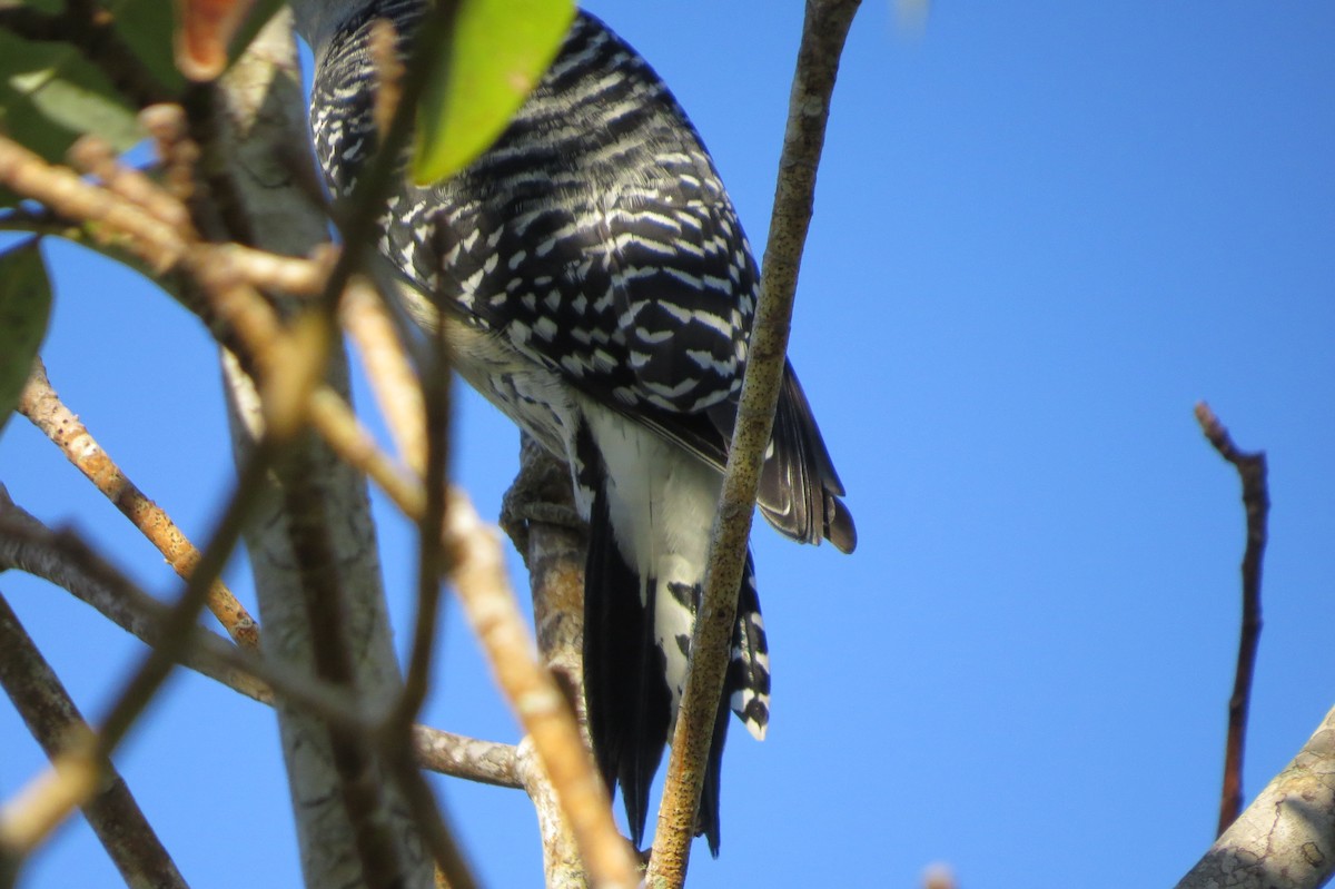 Red-bellied Woodpecker - ML75231931