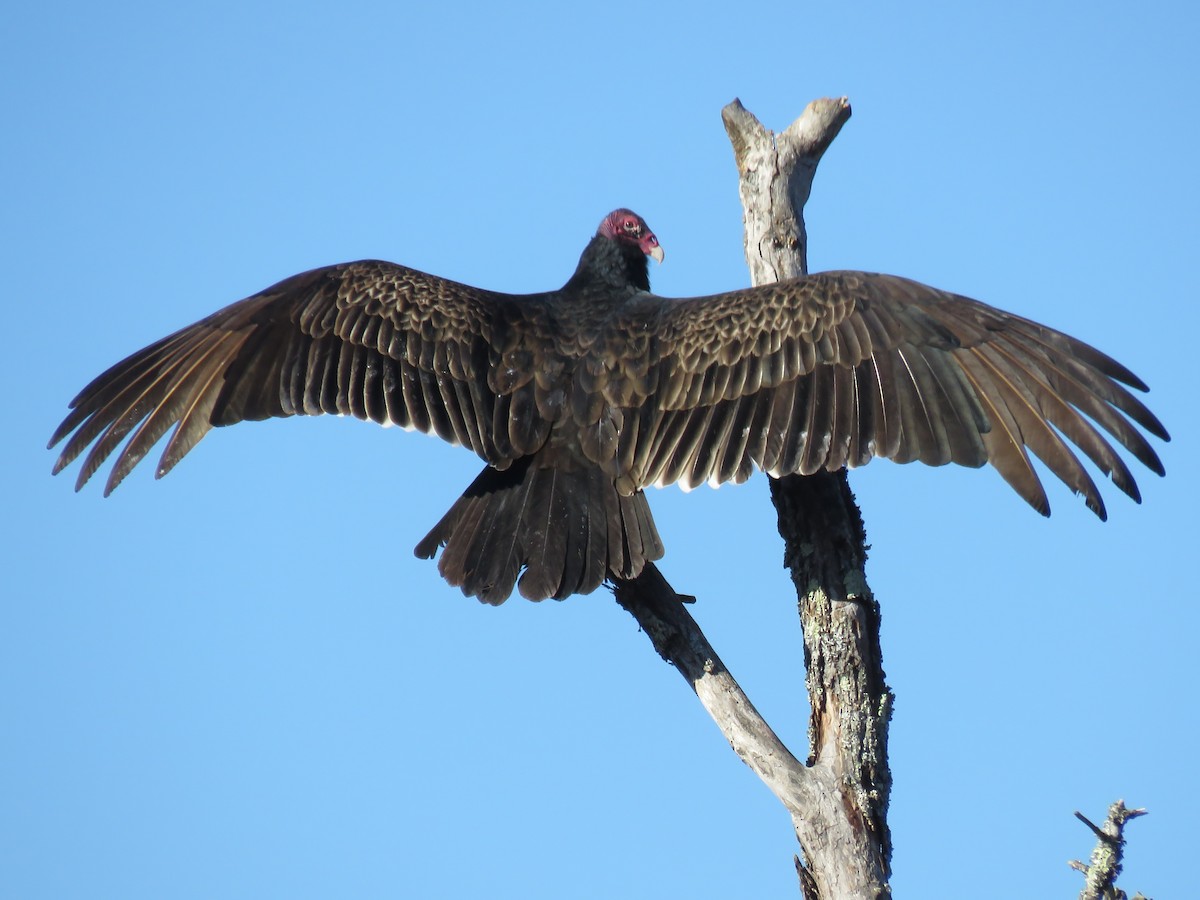 Turkey Vulture - Kent Fiala