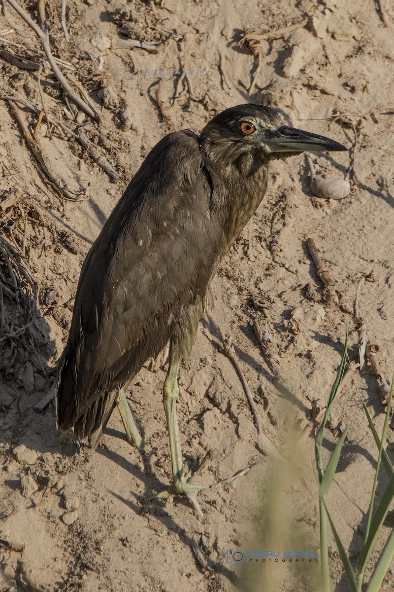 Black-crowned Night Heron - Muhammed  Asharaf Kariyil