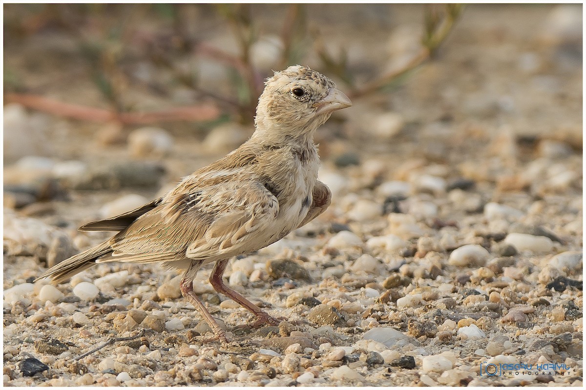 Black-crowned Sparrow-Lark - Muhammed  Asharaf Kariyil