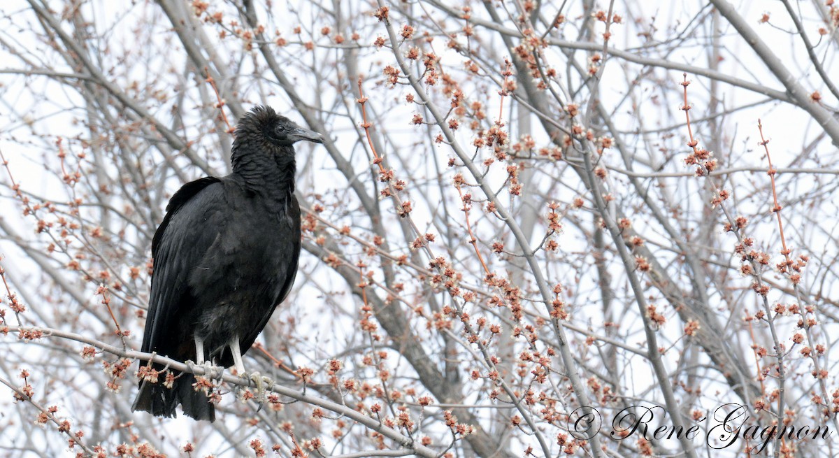 Black Vulture - SOL-Lanaudière SORTIES