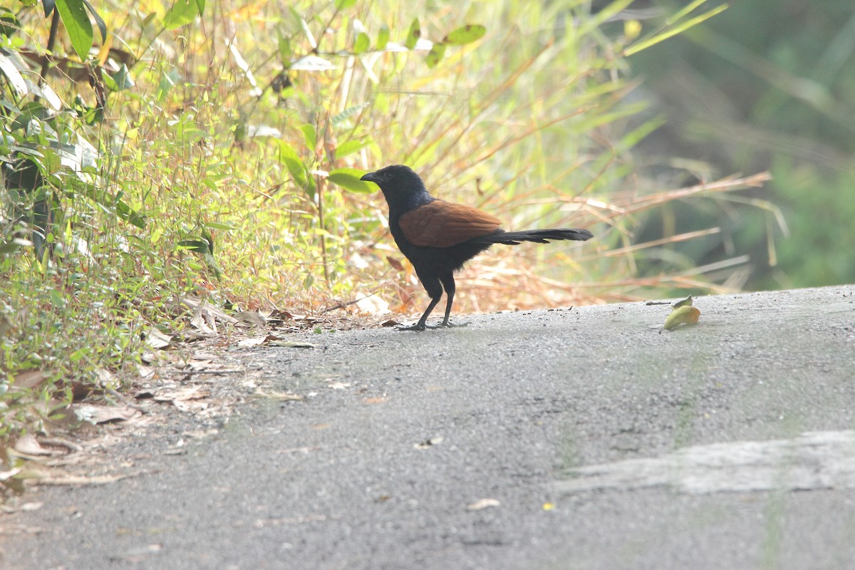 Greater Coucal - ML75239391