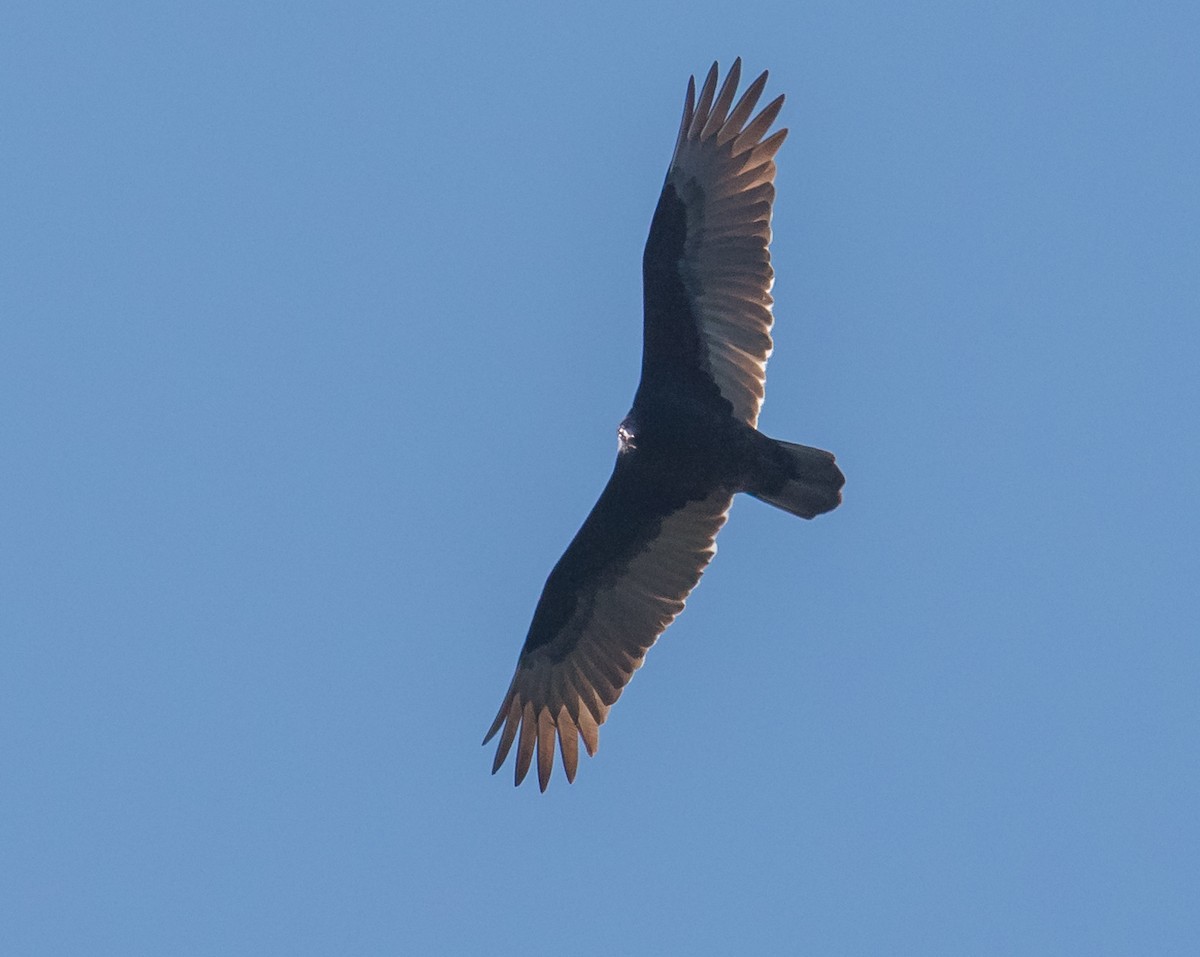 Turkey Vulture - Wally Jones