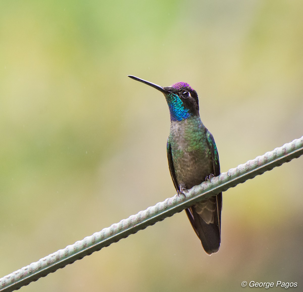 Talamanca Hummingbird - George Pagos