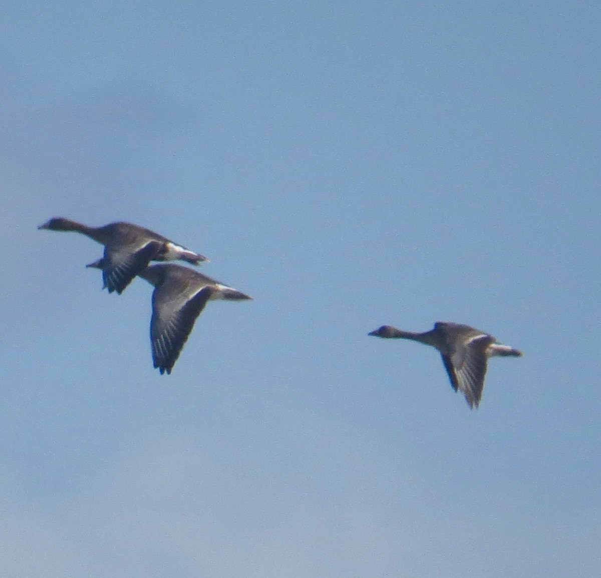 Greater White-fronted Goose (Western) - ML75249911