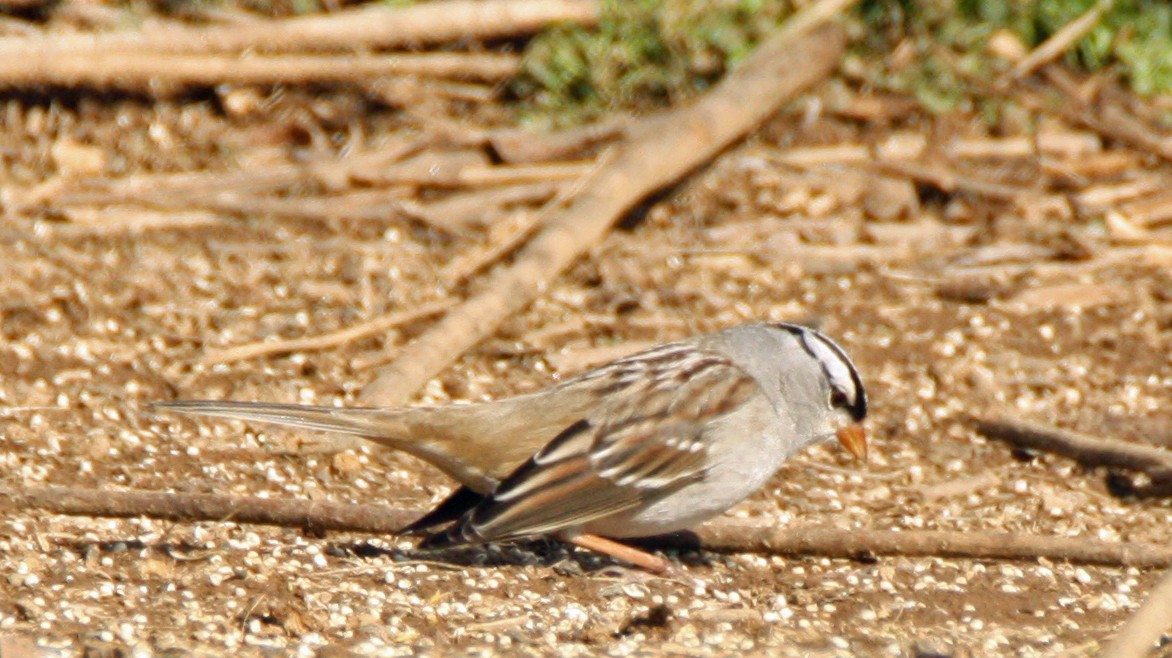 White-crowned Sparrow - Gerald Teig