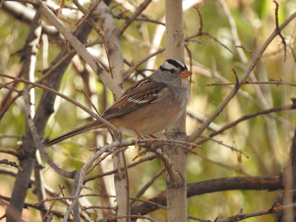 White-crowned Sparrow - Spencer Follett