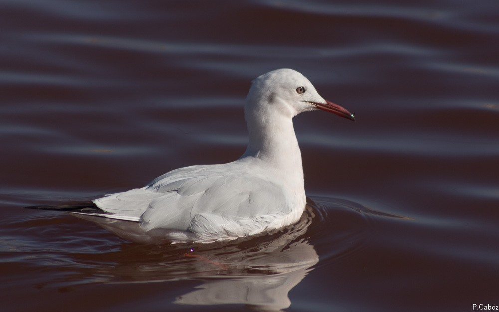 Slender-billed Gull - ML75254191