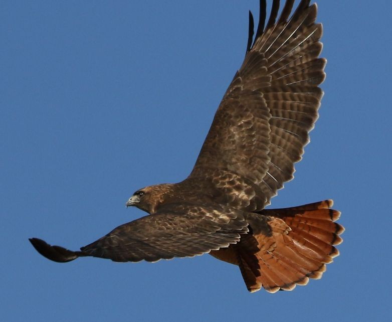 Red-tailed Hawk (calurus/alascensis) - Breck Breckenridge