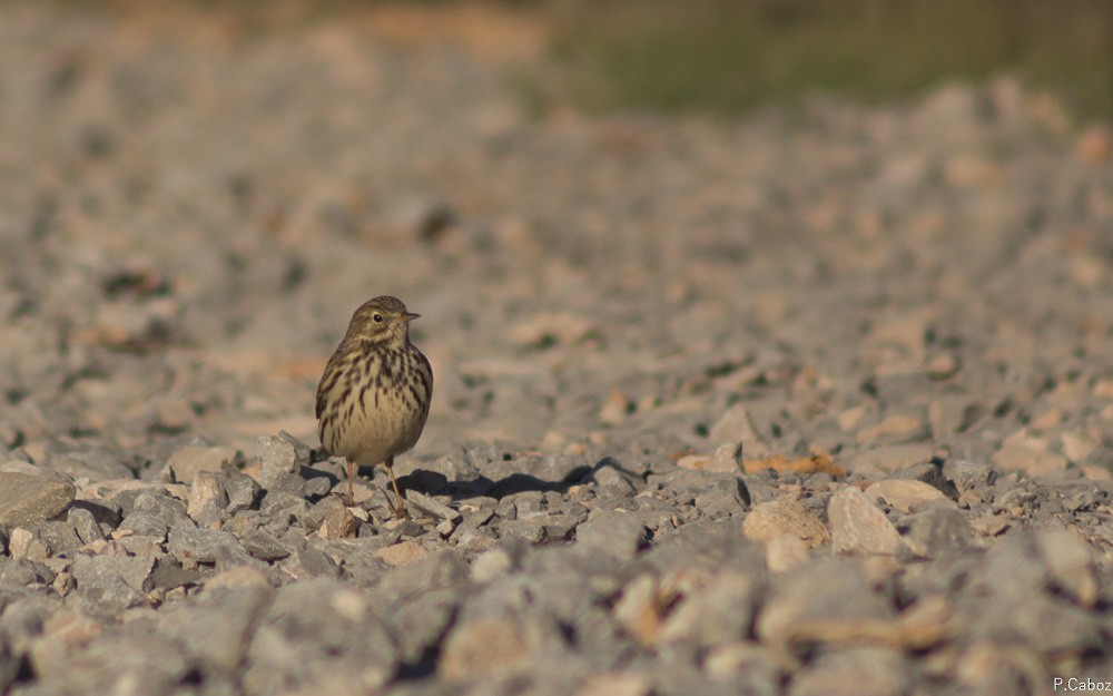 Meadow Pipit - ML75256701