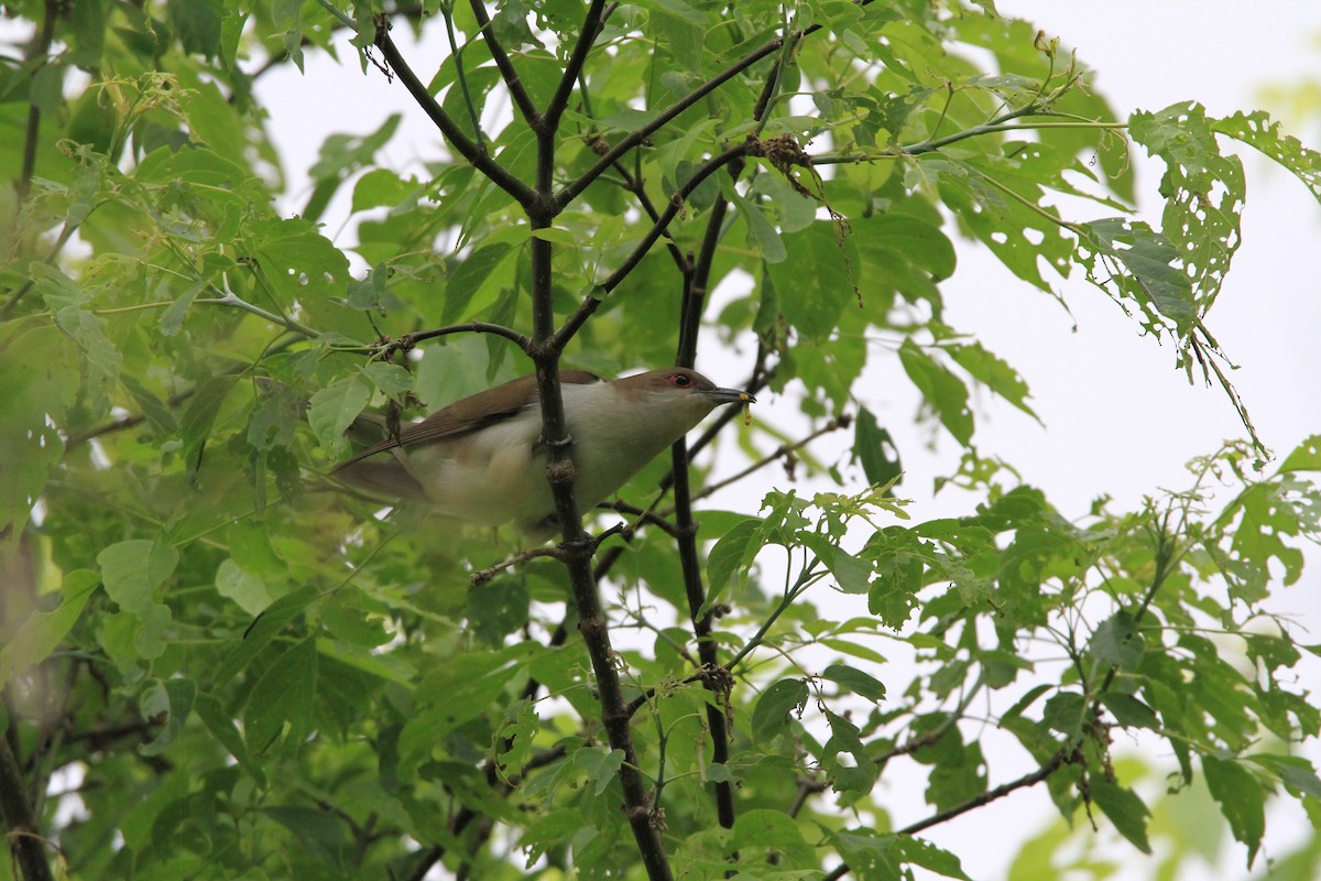 Black-billed Cuckoo - Pair of Wing-Nuts
