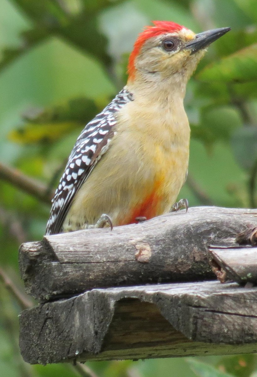 Red-crowned Woodpecker - Peter Colasanti