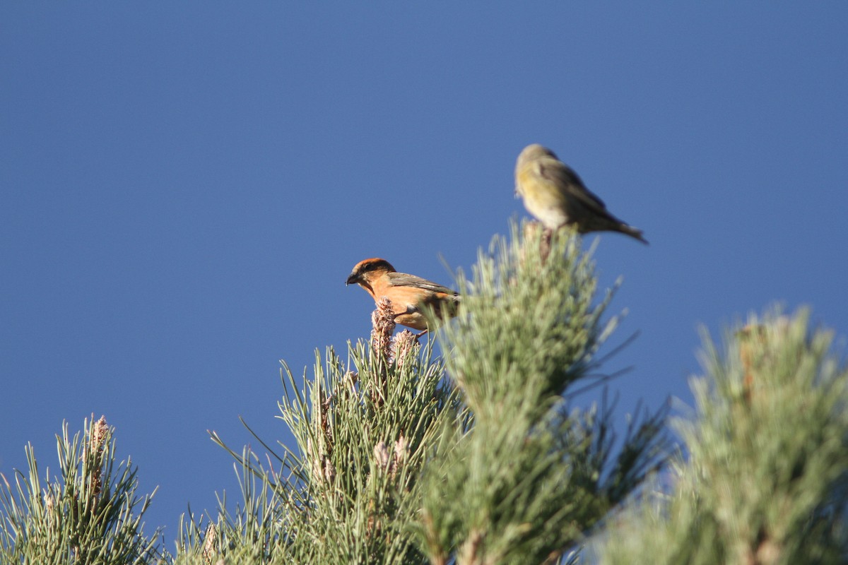 Red Crossbill - Skip Cantrell