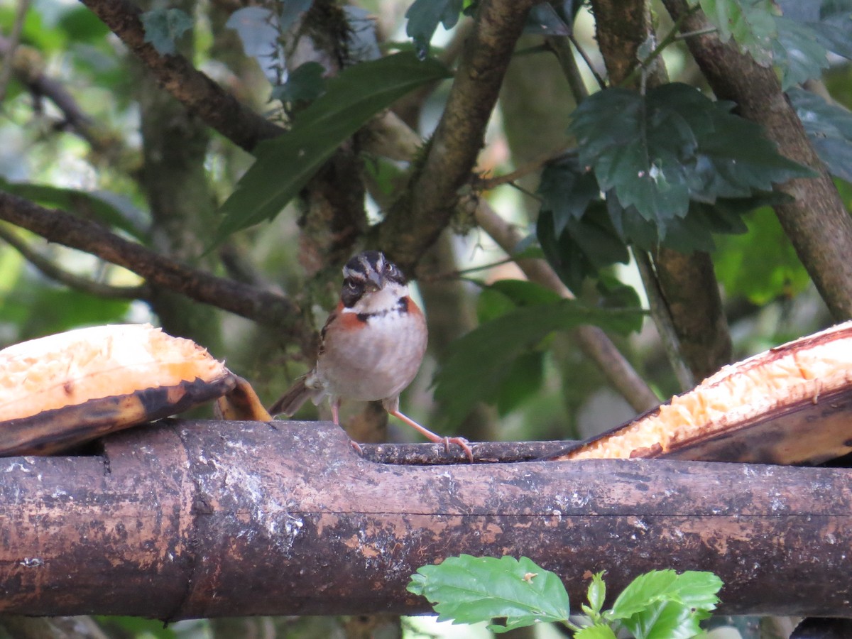 Rufous-collared Sparrow - Sara Griffith