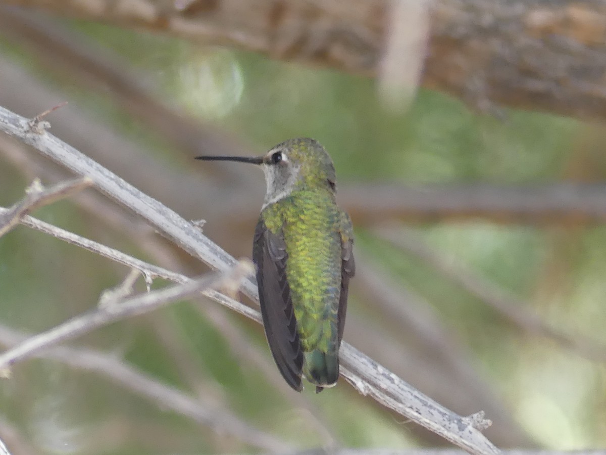 Anna's Hummingbird - ML75268171