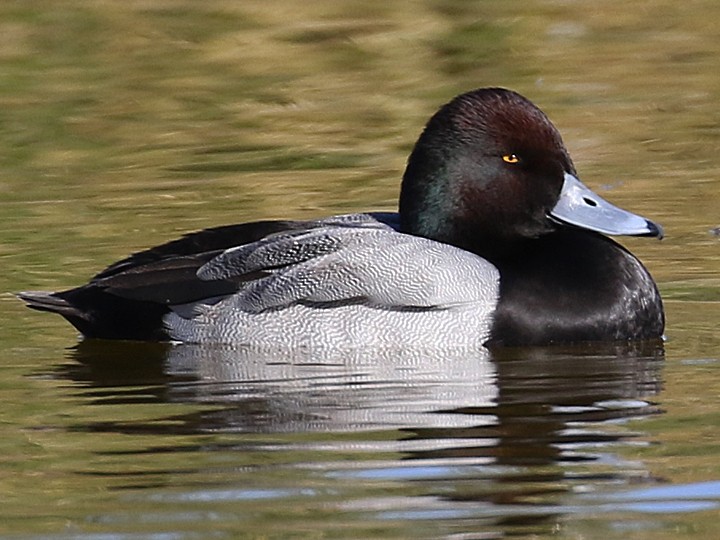 Greater Scaup - ML75268501