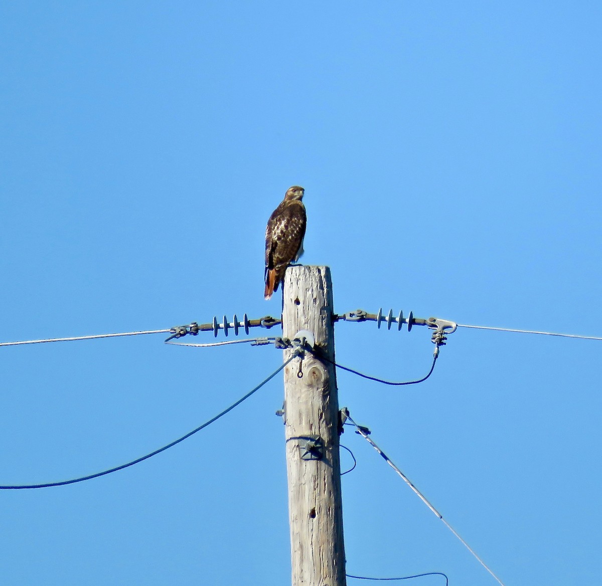 Red-tailed Hawk - ML75275811