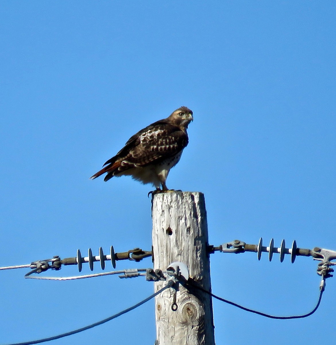 Red-tailed Hawk - ML75275821