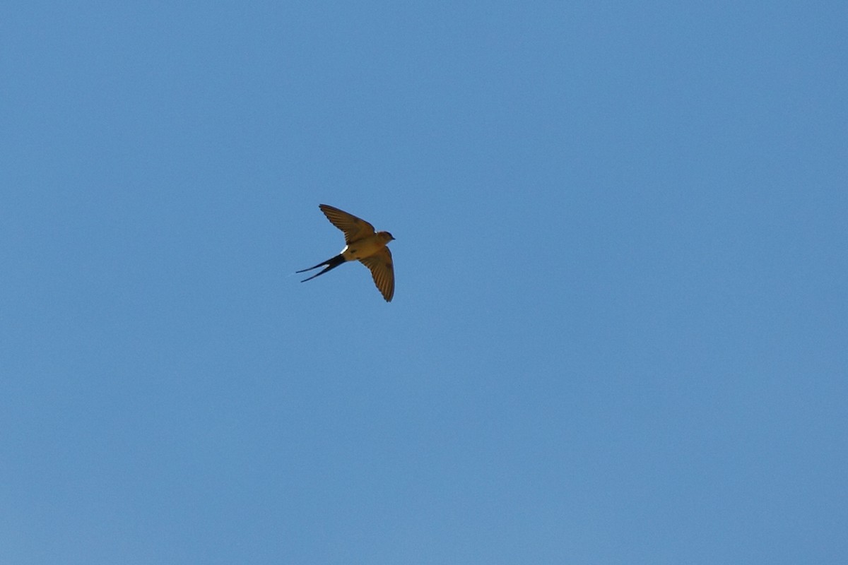 Red-rumped Swallow - António Gonçalves