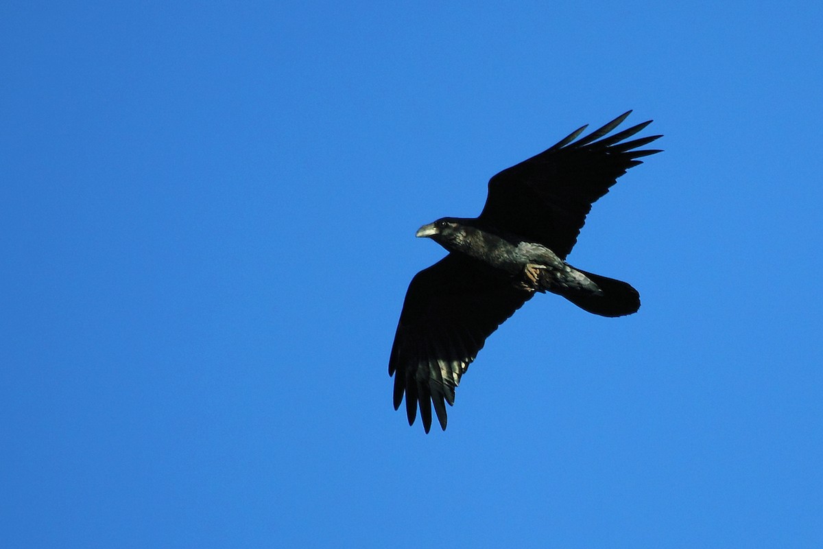 Common Raven - António Gonçalves