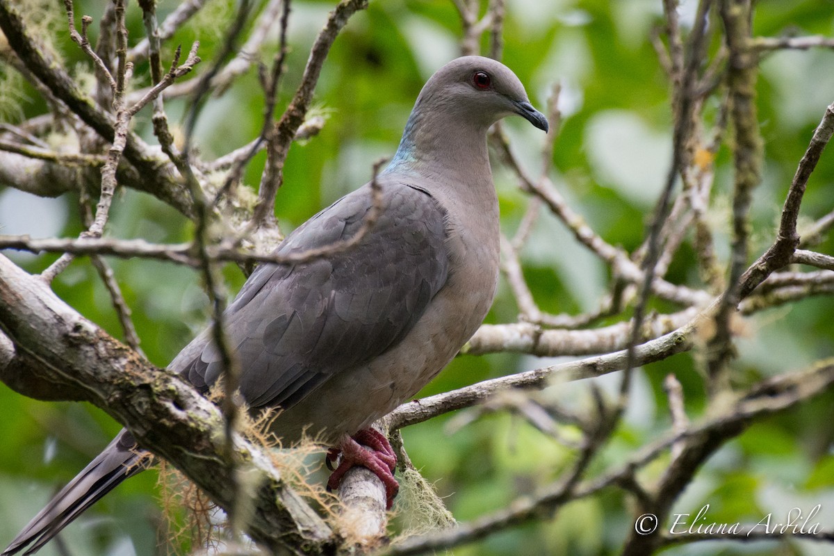 Ring-tailed Pigeon - ML75282311