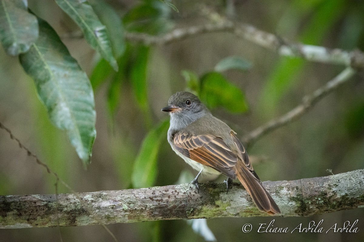 Rufous-tailed Flycatcher - ML75287441