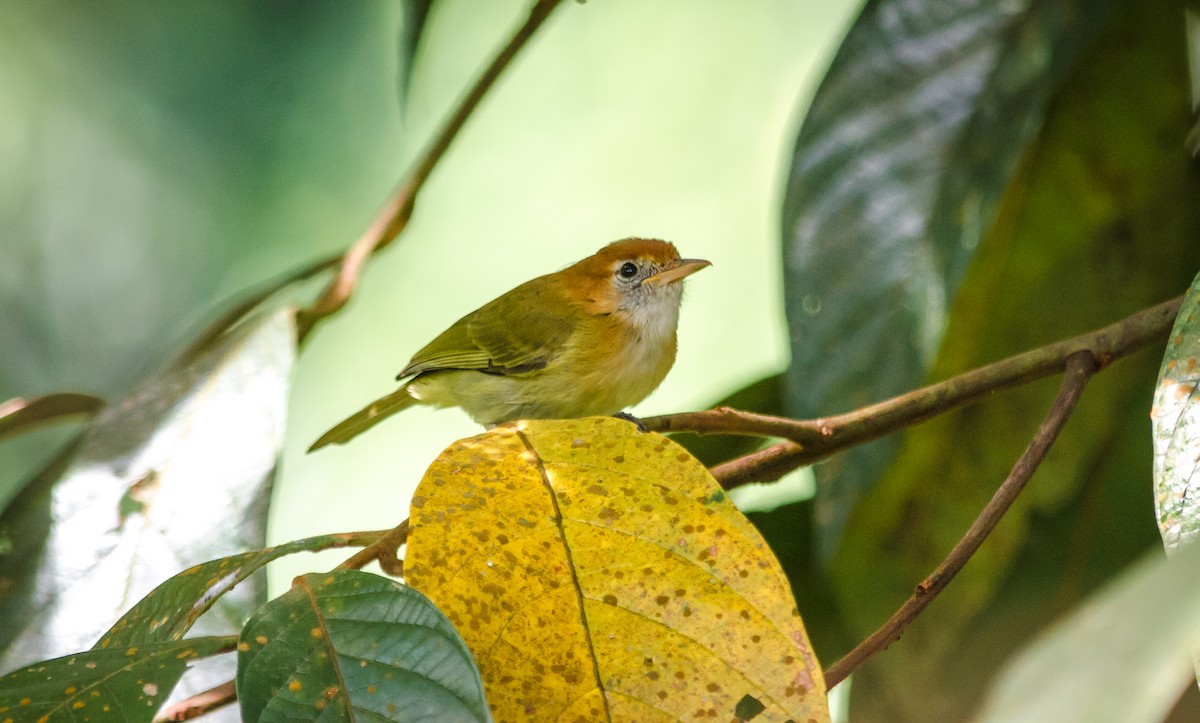 Rufous-naped Greenlet - ML75290361