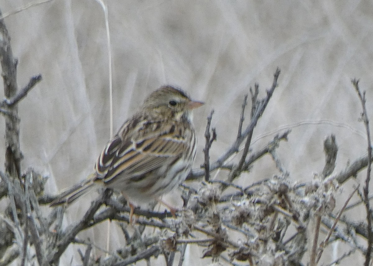 Passerellidae sp. (sparrow sp.) - ML75291581
