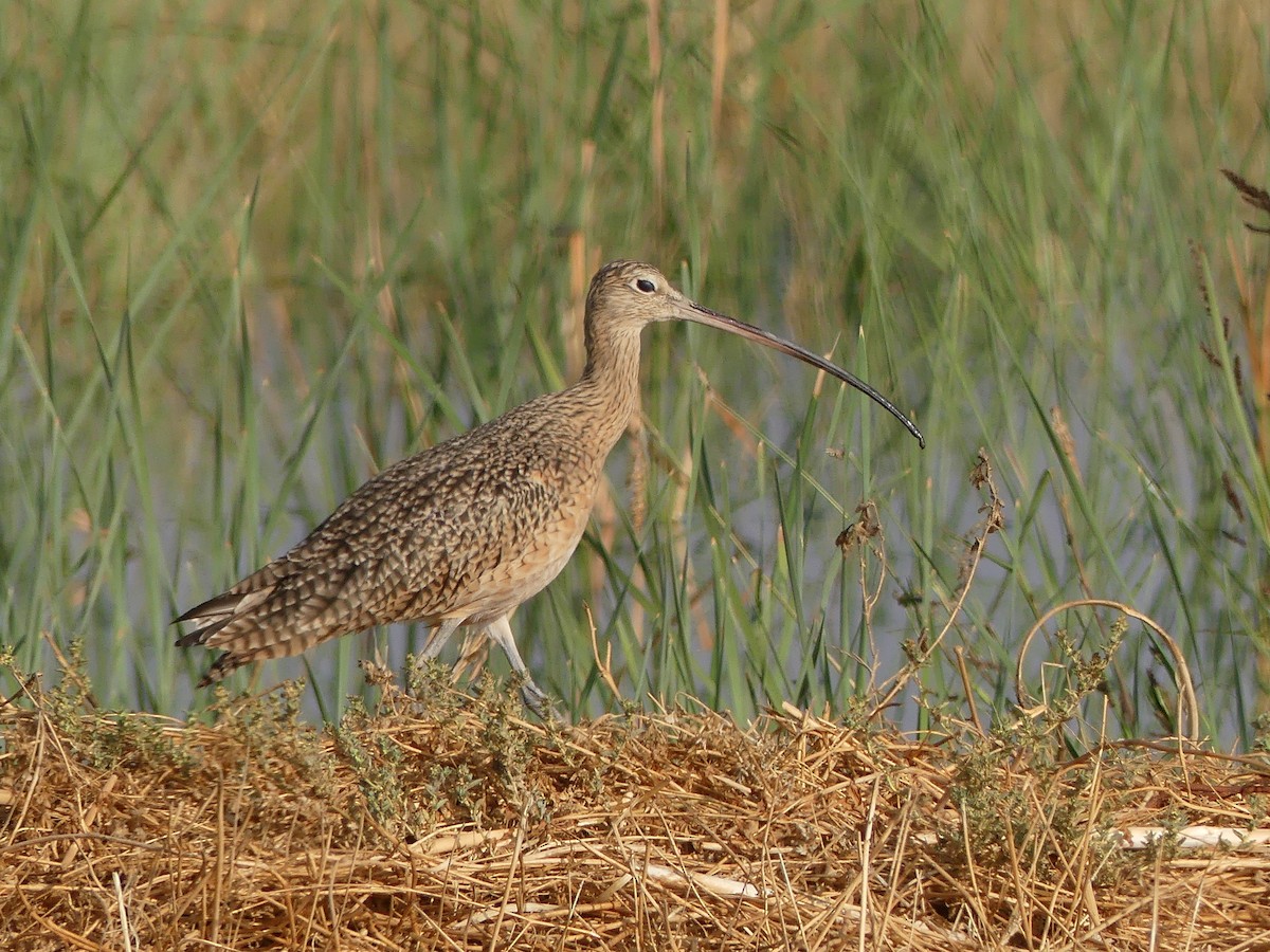 Long-billed Curlew - Sally Knight