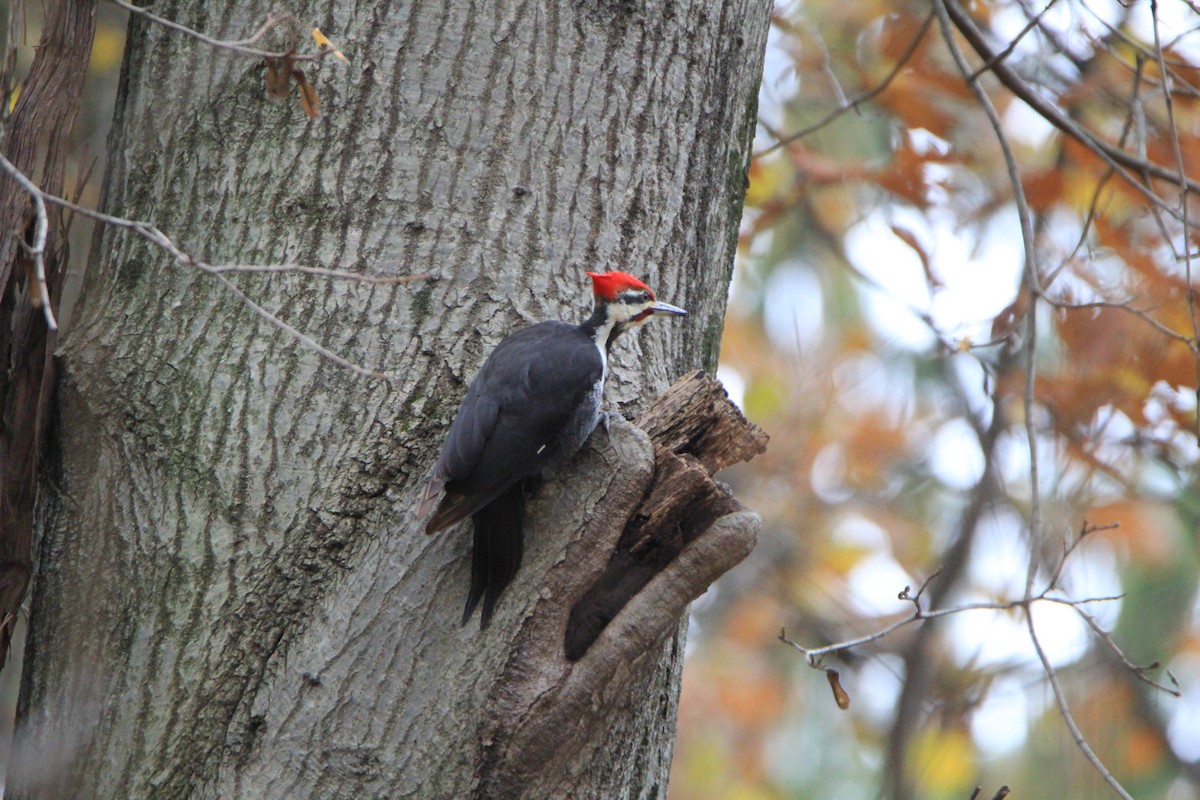 Pileated Woodpecker - Vincent O'Brien