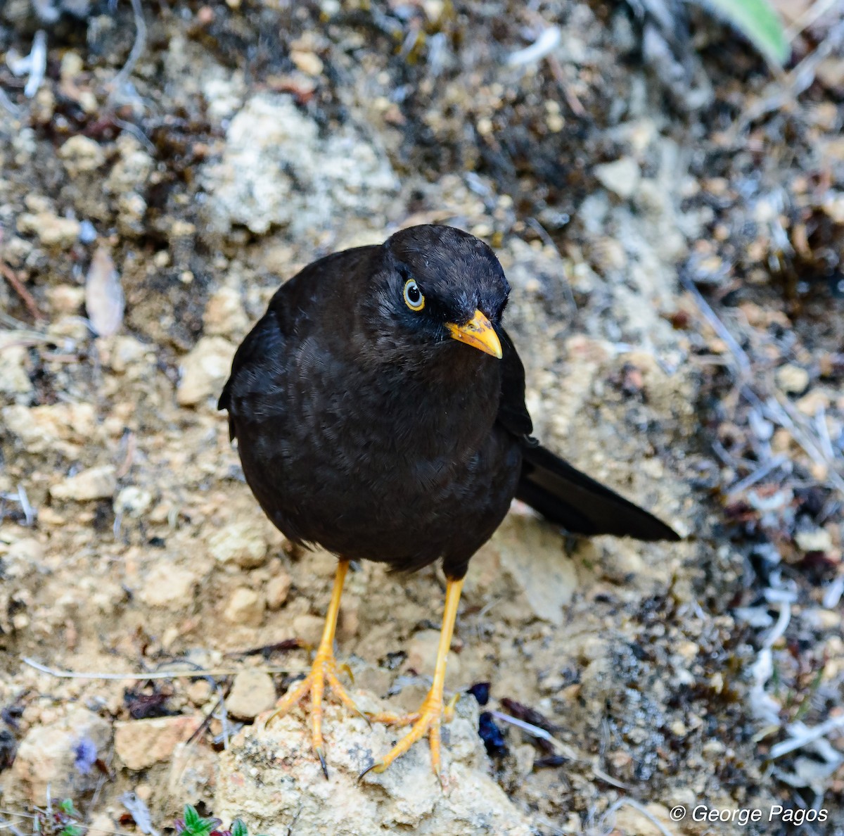 Sooty Thrush - George Pagos