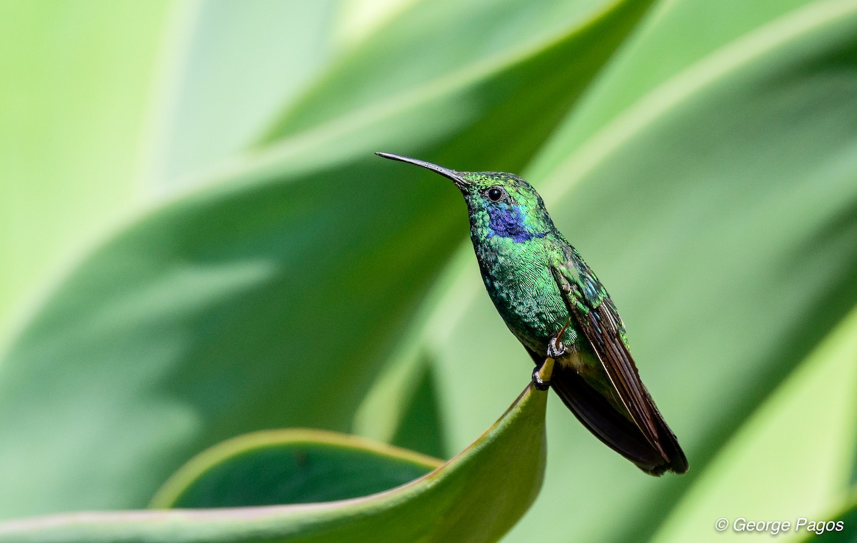 kolibřík modrouchý - ML75293801