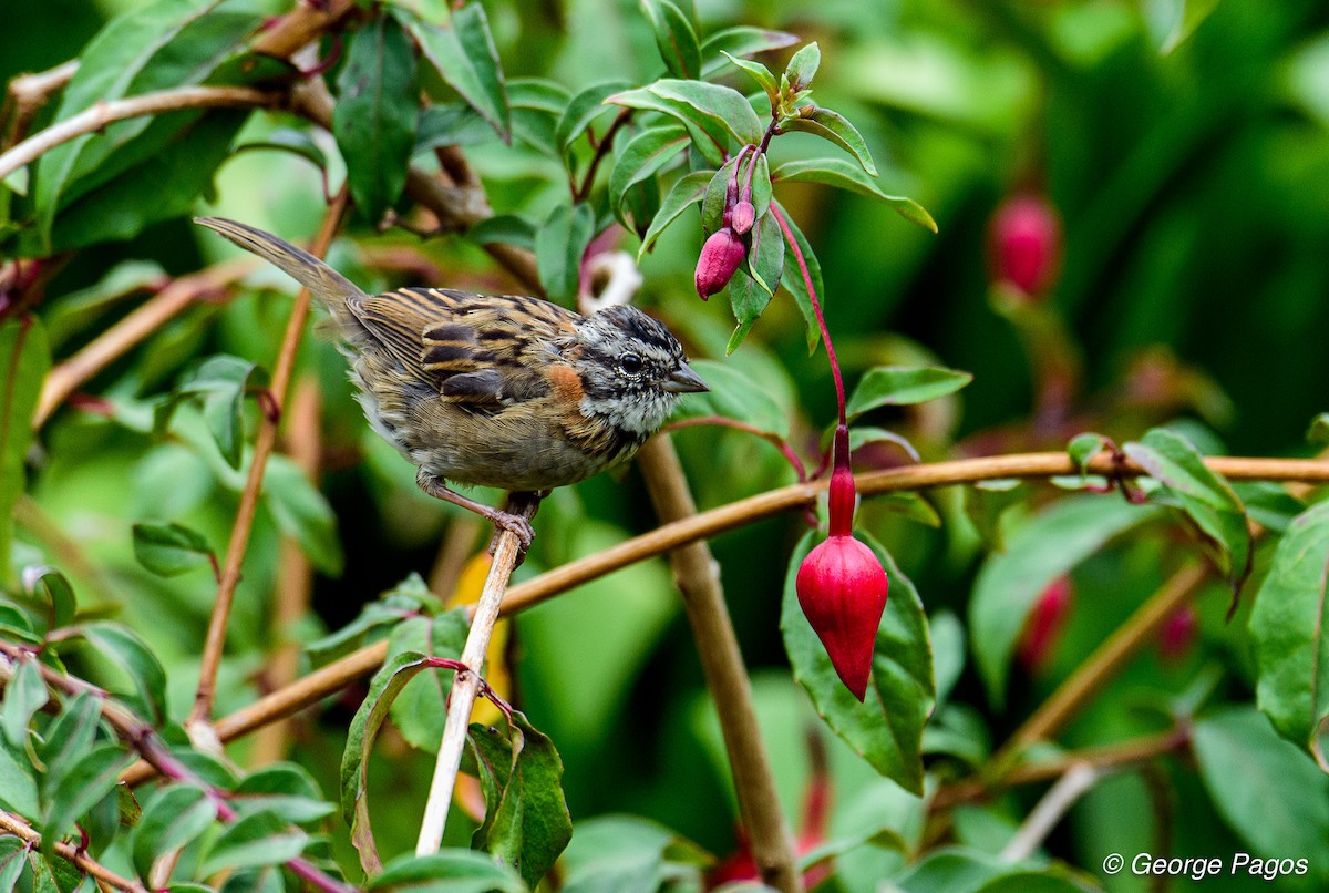 Rufous-collared Sparrow - ML75294431