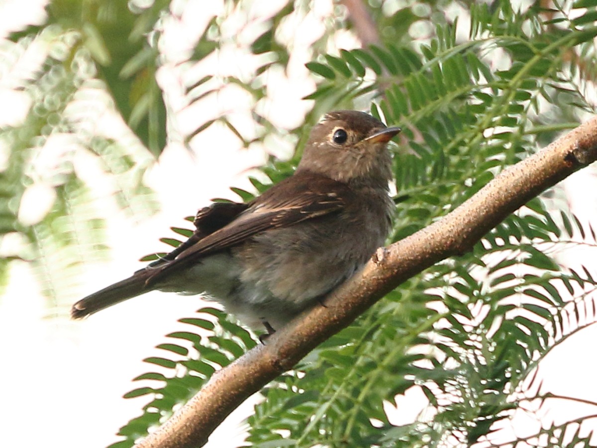 Brown-streaked Flycatcher - Pary  Sivaraman