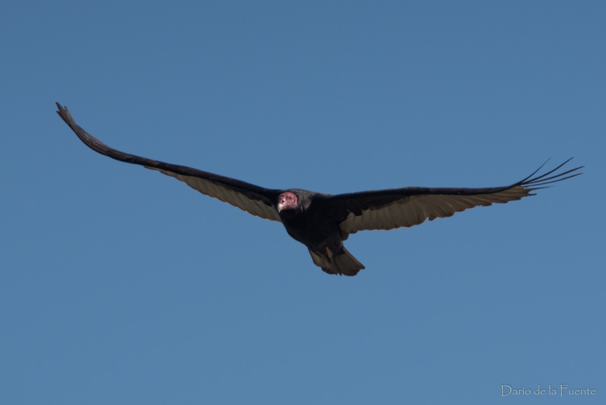 Turkey Vulture - Darío de la Fuente